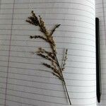 Eragrostis racemosa Blad