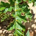 Solanum sisymbriifolium Fuelha