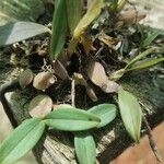 Bulbophyllum falcatum Yeri