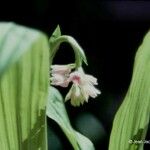 Eulophia cernua Flower