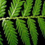 Selaginella exaltata Φύλλο