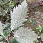 Karpatiosorbus remensis Blatt