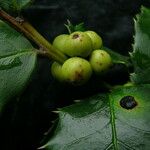 Ilex dipyrena Fruit