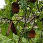 Theobroma grandiflorum Fruto