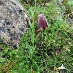 Fritillaria pyrenaica Habitus