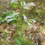 Penstemon arkansanus Kukka