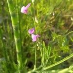 Lathyrus hirsutus Цвят