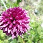 Allium sphaerocephalon Цвят