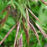 Bromus inermis फूल