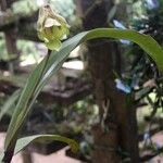 Polystachya galeata Floro