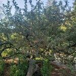 Malus toringo Συνήθη χαρακτηριστικά