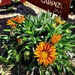 Gazania linearis Folio