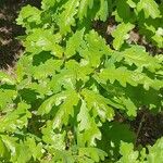Quercus × rosacea Hoja