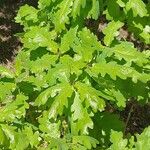 Quercus × rosacea Blad