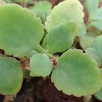 Kalanchoe miniata Foglia