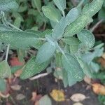 Salvia fruticosa 葉