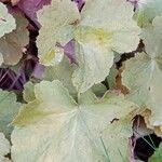 Heuchera sanguinea Leaf