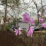 Rhododendron wadanum Blüte