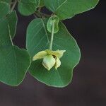 Monanthotaxis obovata Flower