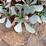 Jacobaea auricula Hoja