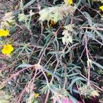 Helianthemum syriacum Hoja