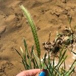 Hordeum pusillum Fruit