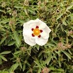 Cistus ladanifer Flor