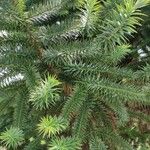 Araucaria angustifolia Hoja