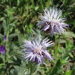 Carthamus caeruleus Flower