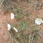 Oenothera albicaulis Yeri