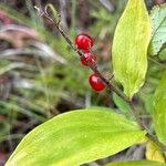 Maianthemum racemosum Fruct