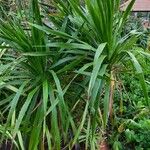 Dracaena cochinchinensis Leaf