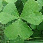 Oxalis debilis Leaf