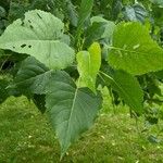 Populus deltoides Blad