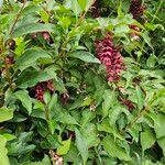 Leycesteria formosa Buveinė