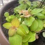 Lysimachia congestiflora Folha