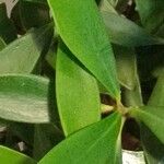 Clusia orthoneura Hoja