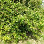 Berberis julianae 形态