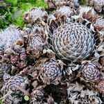Orostachys spinosa Hoja