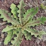 Verbascum sinuatum葉