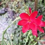 Hesperantha coccinea Flower