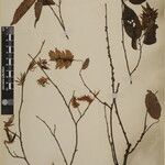 Carpinus viminea Other