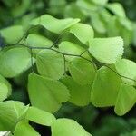Adiantum venustum Leaf