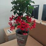 Ardisia crenata ഇല