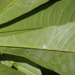 Clavija costaricana Leaf