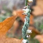 Spiranthes spiralis പുഷ്പം