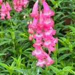 Penstemon hartwegii花