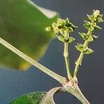 Gnetum gnemon Flower