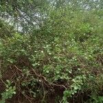 Cordia monoica Blad