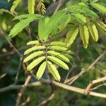 Calliandra tweediei Leaf